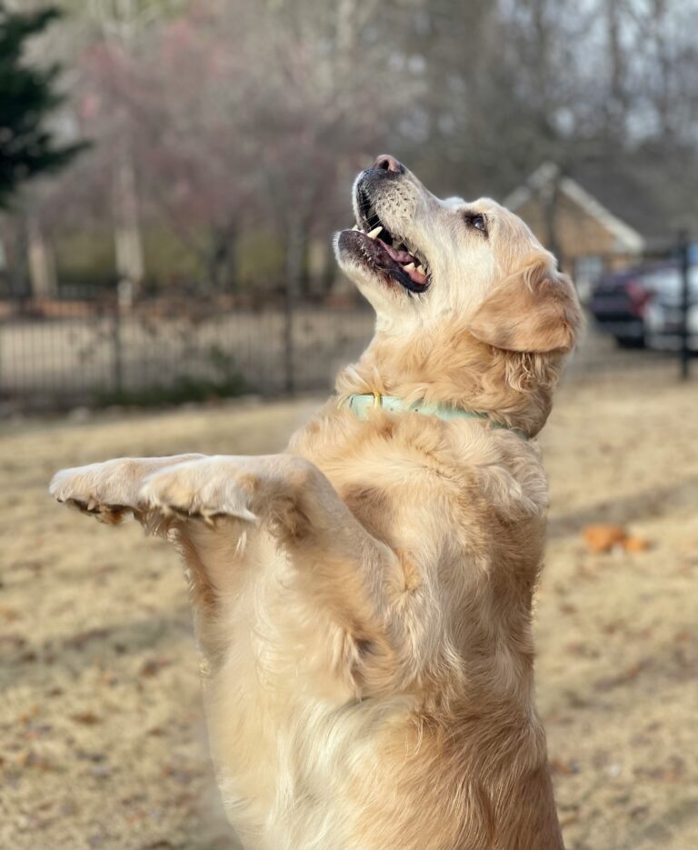 Pourquoi mon chien saute quand je rentre à la maison ou le matin ? Causes, explications et solutions efficaces